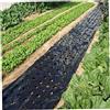 Monetais Pellicola per pacciamatura in plastica Nera a 5 Fori per Film vegetale agricolo PE Perforato in plastica per Piante da Giardino Membrana per pacciamatura intensiva 3X33 Ft