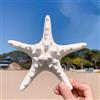 YZHZOM Grande Stella Marina Naturale, 13-15 cm, Decorazione a Forma di Stella Marina, Conchiglie, Stelle Marine Piatte per Artigianato da Spiaggia, Decorazione per la Casa a Tema Bianca
