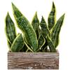 Oairse Sansevieria - Pianta artificiale in vaso di legno, 40 cm, con vaso di piante artificiali, perfetta per bagno, camera da letto, casa, ufficio, decorazione