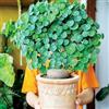 UVJGNDF Stephania, Perenne, Resistente - Giardini e Balconi, Adatto per uso interno ed esterno-1bulbi-A