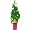Vannucci Piante - Vitis vinifera 'Italia', vite bianca a cono, pianta in vaso, pianta da terrazzo, pianta da frutta