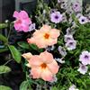 Generic Mandevilla Dipladenia - decorazione d'appartamento esotiche di 450Semi