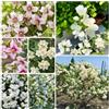 Generic gelsomino profumati decorazioni giardino esterni di rampicante 90semi