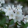 le Georgiche Vivai le Georgiche - Pianta vera di Deutzia x rosea Yuki Snowflake - vaso Ø 18 cm
