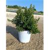 VIVAIO GARDEN FOREST Mirsine africana Arbusto Nano, Vaso Ø17 cm | Per bordure, Altezza 30-35 cm, Vivaio Garden Forest