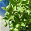 DOIUHDE piantare limoni,limone resistente al freddo a radice nuda,Turgidi,Robusti, Compatti, Intatti, Vigorosi-1 bulbi