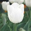 VIRIDIMANIA Bulbi da Fiore BIOLOGICI | 100% Naturale dai migliori produttori Olandesi | Salezione e qualità | Fioritura garantita. (10 Bulbi di TULIPANI TRIONFO BIANCHI 'Royal Virgin' BIO)