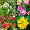 Generic Set 8 Talee - Lantana Camara *Giallo, Rosso, Bianco e Rosa | 4 Colori Misti, Piante da Esterno, Fioritura Abbondante, Facile Coltivazione, Set Talee