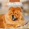 Red Robin Publishing Red Robin 2027 Chow Chows Calendario mensile da parete | 30,5 x 30,5 cm | Calendario da 12 mesi, carta spessa e robusta di alta qualità, note a righe e area per le cose da fare, immagini vivaci
