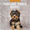Red Robin Publishing Red Robin 2027 Yorkshire Terrier - Calendario mensile da parete, 30,5 x | Calendario da 12 mesi, carta spessa e robusta di alta qualità, note a righe e area per le cose da fare, immagini vivaci