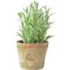 Esschert Design del ah011 Piccolo Artificiale in Terracotta, Effetto Anticato, rosmarino