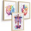 Nacnic Set Di 3 Stampe Anatomia Umana Poster E Quadri Con Cervello Cuore Costole Colonna Vertebrale Design Acquerello Vivace Decorazione Medica Dimensione A3 Senza Cornice