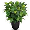 Hollyone Piante di ficus artificiale in vaso 1