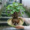 UVJGNDF Stephania, Perenne, Resistente - Giardini e Balconi, Adatto per uso interno ed esterno-2bulbi-D