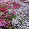 Generic phlox - resistente alla siccità pluriennale facile coltivare verdi 300semi