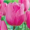 VIRIDIMANIA Bulbi da Fiore BIOLOGICI | 100% Naturale dai migliori produttori Olandesi | Salezione e qualità | Fioritura garantita. (10 Bulbi di TULIPANI TRIONFO ROSA 'Tineke van der Meer' BIO)