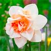 VIRIDIMANIA Bulbi da Fiore BIOLOGICI | 100% Naturale dai migliori produttori Olandesi | Salezione e qualità | Fioritura garantita. (5 Bulbi di NARCISI DOPPI 'Replete' BIO)