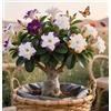 Sfdytg Mix Rosa Del Deserto, Perenne, Resistente - Giardini e Balconi, Adatta ai principianti-1bulbi-C