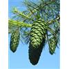 Generic 6 Semi di Pinus armandii (Pino Bianco Cinese) - Conifera Sempreverde Resistente al Freddo