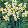 GardenersDream Narciso Canaliculatus bulbi da fiore primaverile interno esterno