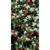 Generico Pianta di Cotoneaster Salicifolius Repens 19