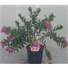 Generic Pianta di Polygala Mytifolia su vaso cm 14