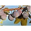 le Georgiche Vivai le Georgiche - Pianta vera di Susino Damaschina Prunus domestica 'Damaschina' Prugna Damaschina - vaso Ø 20 cm - altezza alla vendita 160-180 cm