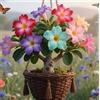 Sfdytg Mix Rosa Del Deserto, Perenne, Resistente - Giardini e Balconi, Adatta ai principianti-1bulbi-F