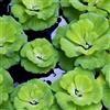 Generic lenticchie d'acqua, acquatiche rare giardino selvatiche, resistenti aromatiche in vaso balcone varietà antiche in vaso serre balcone 300semi