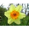 Generico Bulbi di Narcisi MIXED (10 Narcisi in Miscuglio)