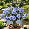 DSRTYHF Adenium Obesum Rosa del Deserto, Bell'Ornamento per Tavolo e Scrivania-2bulbi -h