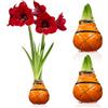 DUTCH BULBS EXCLUSIVE PLANTS FROM HOLLAN Bulbi di Amaryllis Cera Arancione - 2 Bulbo da Fiore | Grande Formato 28/30, Piante e Fiori Esclusivi dall'Olanda, Hippeastrum Autentico (non semi, non artificiale)