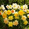 VIRIDIMANIA Bulbi di Narcisi | Bulbi provenienti dai migliori produttori Olandesi | Esclusiva selezione e controllo qualità | Fioritura garantita. (12 Bulbi di Narcisi IN MISCUGLIO)