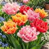 VIRIDIMANIA Bulbi di Tulipani | Bulbi provenienti dai migliori produttori Olandesi | Esclusiva selezione e controllo qualità | Fioritura garantita. (12 Bulbi di Tulipani DOPPI SFRANGIATI IN MISCUGLIO)