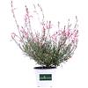 eGarden.store Pianta vera di Fior di Orchidea Rosa Gaura Lindheimeri Rosa ornamentale da esterno venduta da eGarden.store