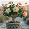 Sfdytg Mix Rosa Del Deserto, Perenne, Resistente - Giardini e Balconi, Adatta ai principianti-1bulbi-A