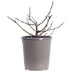 eGarden.store - Pianta vera di Ficus Carica Little Miss Figgy o Fico Nano | Altezza: 25 cm - Diametro vaso: 19 cm | Pianta nana autoferile ottima fruttificazione da coltivare all'esterno