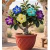 Sfdytg Mix Rosa Del Deserto, Perenne, Resistente - Giardini e Balconi, Adatta ai principianti-1bulbi-H