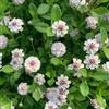 Generic verbena tappeto resistenti in vaso Phyla nodiflora decorazioni da giardino resistenti giardino di aromatiche da interno sul balcone decorazioni autunnali, verdi 300semi
