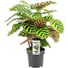 Generic Calathea Makoyana - Ø 14 cm - 45 cm