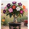Sfdytg Mix Rosa Del Deserto, Perenne, Resistente - Giardini e Balconi, Adatta ai principianti-1bulbi-B