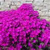 Generic delosperma - coperto ornamentali 300semi