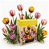 Nojaus Sėklos Nojus - City Bloom - Painted Spring Mix di tulipani 20 | Tulipani colorati, assortimento di tulipani, confezione di bulbi di tulipano, fiori da giardino, set di 20 bulbi