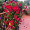 Generic Mandevilla Dipladenia - rampicanti resistenti crescita di 130semi