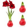 DUTCH BULBS EXCLUSIVE PLANTS FROM HOLLAN Bulbi di Amaryllis Cera Rossa - 2 Bulbi da Fiore in Grande Formato 28/30 | Piante e Fiori Esclusivi dall'Olanda, Hippeastrum Autentico (non semi, non artificiale)