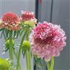 Generic scabiosa crescita selvatici giardino roccioso resistente 90semi