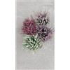MODIPITRE 4 Piante di calluna vulgaris Beaty Lady colori diversi su vaso cm 12 MODIPITRE