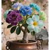 Sfdytg Mix Rosa Del Deserto, Perenne, Resistente - Giardini e Balconi, Adatta ai principianti-1bulbi-I