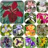 Generic iris giardino roccioso primaverili decorazioni autunnali eccellente 12bulbi