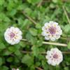 Generic Phyla nodiflora - verbena tappeto d'appartamento giardino ornamentale 500semi